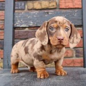 Meet your Posher, Mia